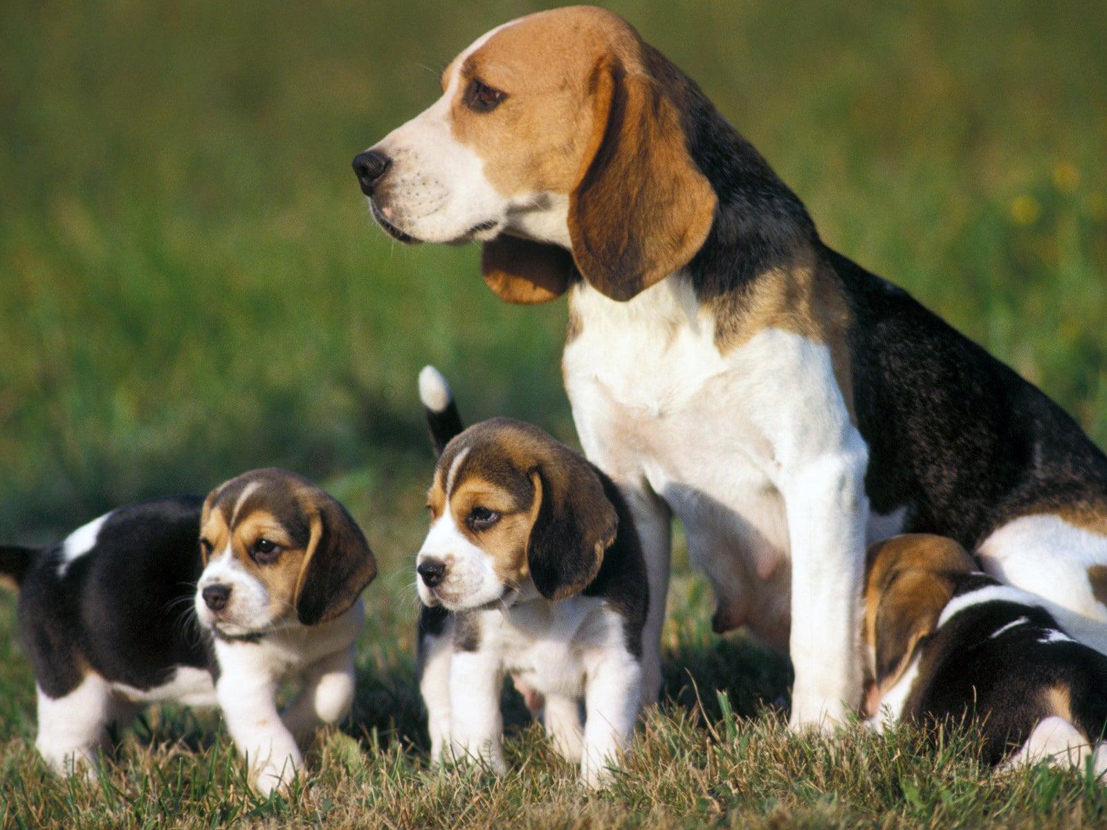 Beagle: con los niños, y precio