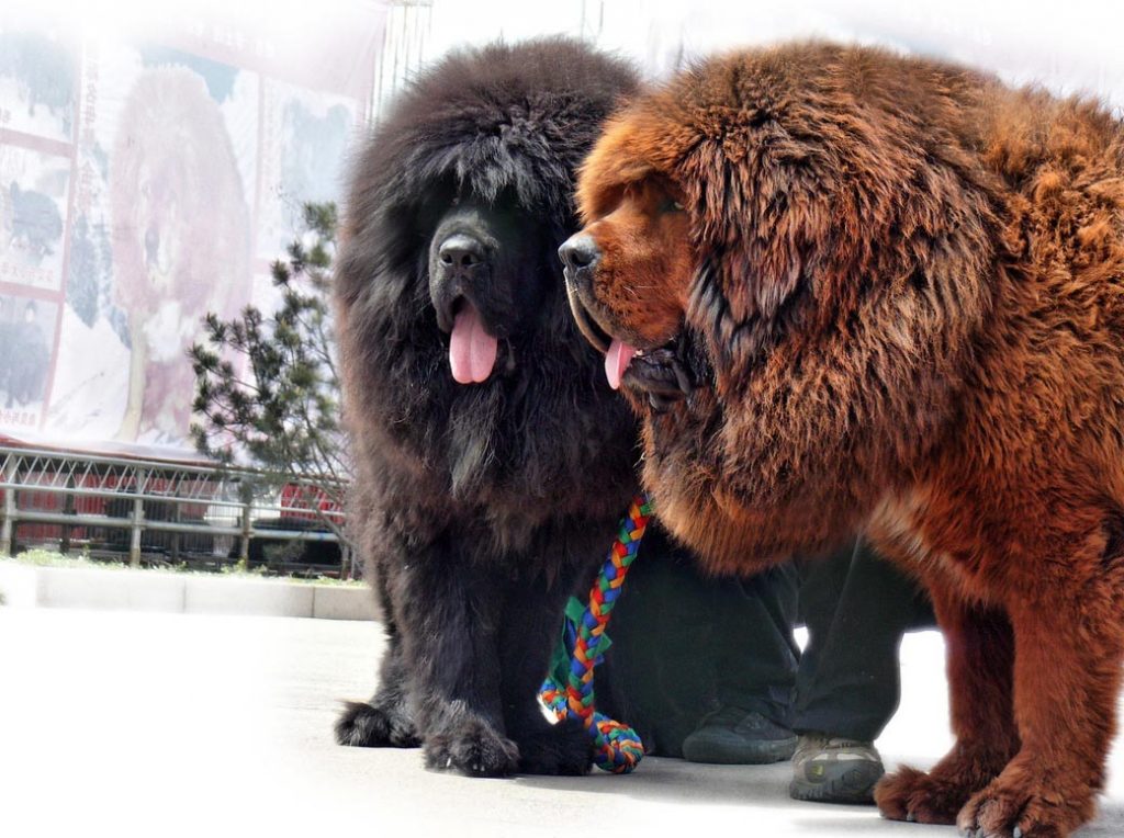 Mastín (Tibetan Mastiff): carácter, cría, precio y peso