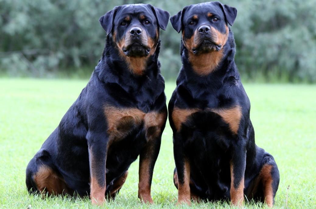 Los mejores perros guardianes: las quince razas adecuadas