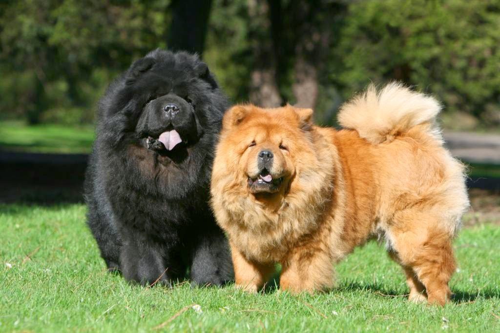 Perro Chow Chow 