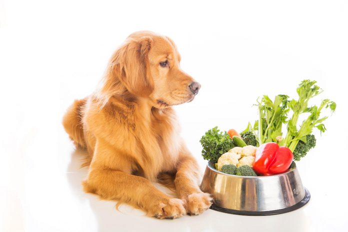Alimentación para el perro: sana y saludable