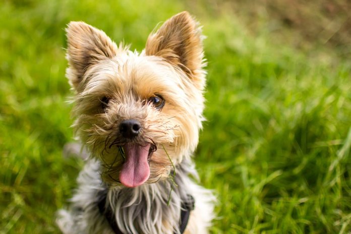 Sótano tono Inclinarse Yorkshire Terrier: carácter, alimentación, cría y precio - Micachorro.net