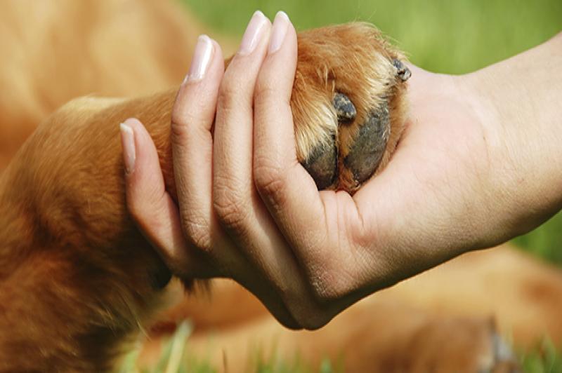 Cómo Cortar las Uñas de los Perros y Cachorros  Cuidado del Perro