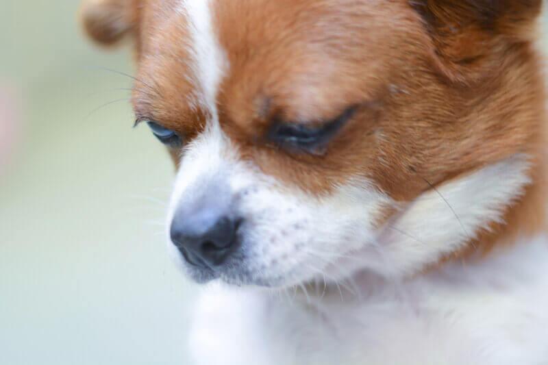 Sala Becks Montañas climáticas Los perros lloran cuando están tristes?¿Cómo muestran sus emociones?